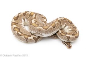 bamboo ball python