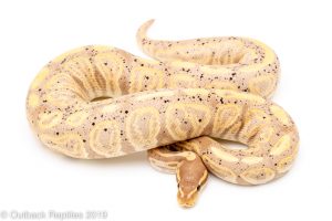 Banana Black Pastel ball python for sale