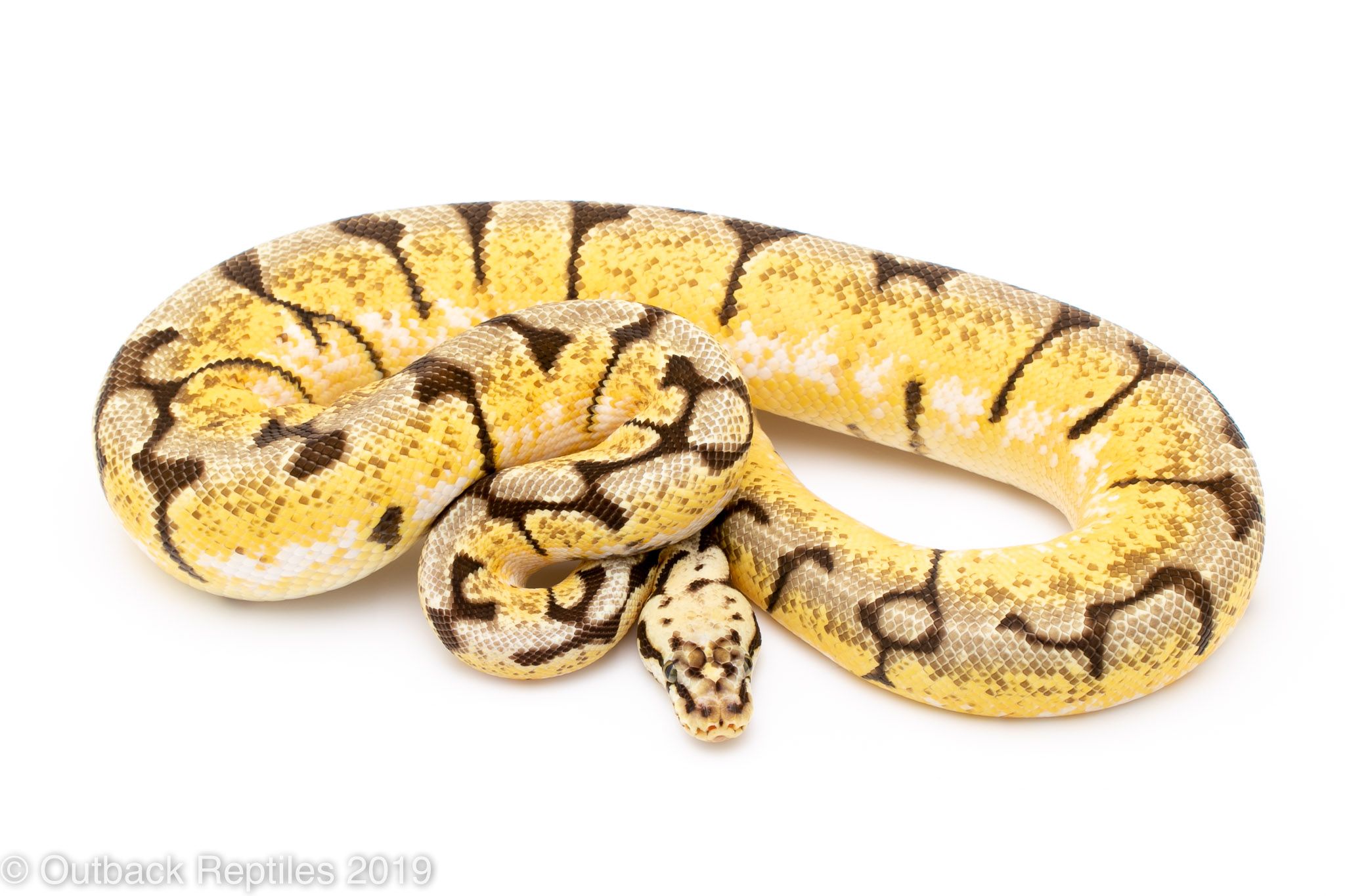 bumble bee ball python