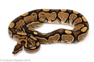 calico ball python