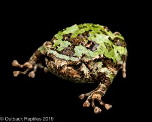 Mossy Rain Frog