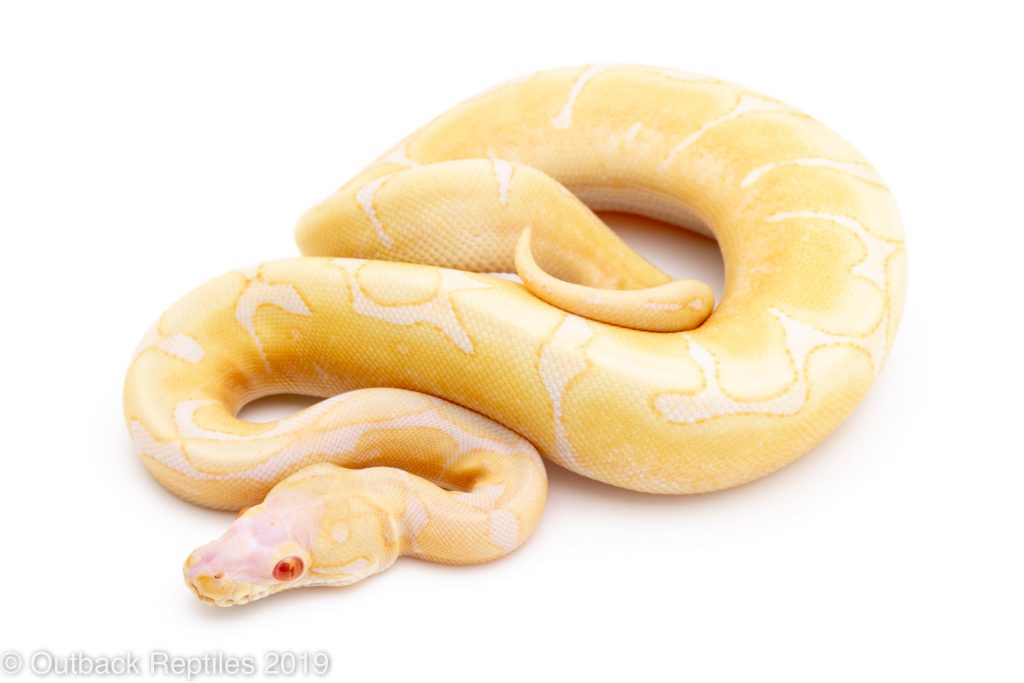 scaleless albino spider | Outback Reptiles