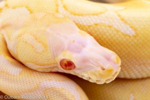 scaleless head albino spider