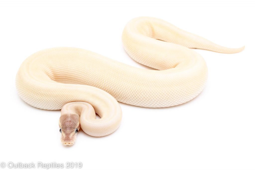 super mojave bel | Outback Reptiles