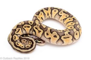 super pastel het clown