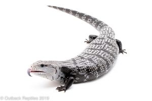 Axanthic blue tongue skink