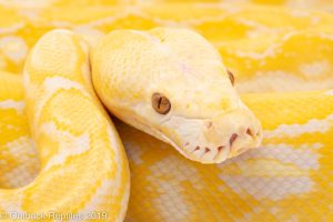 Blonde Tiger Reticulated Python