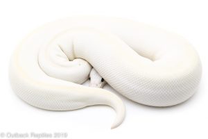 Blue Eyed Lucy ball python