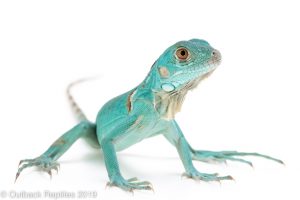 Blue Iguana for sale