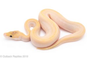 Champagne Lesser ball python