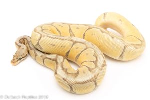 Ball Python for sale