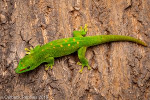 Madagascar Giant Day Gecko