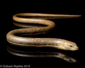 Giant Legless Lizard Sheltopusik