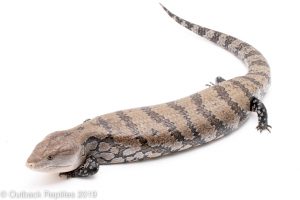 Merauke Blue tongue skink