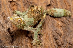 Mossy Leaf Tail Gecko