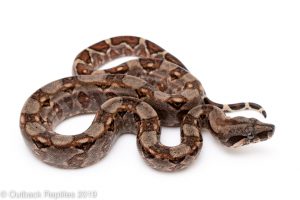 Nicaraguan boa