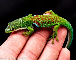 Peacock Day Gecko