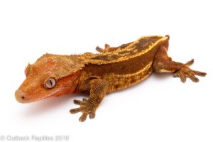 Red Crested gecko