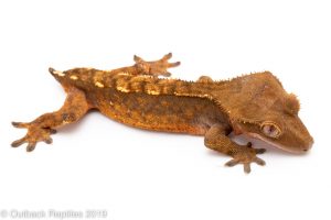 Red crested gecko