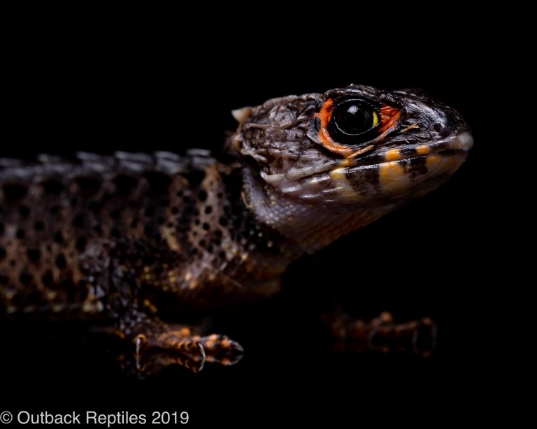 Red Eye Crocodile Skink Care Guide | Outback Reptiles