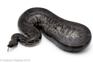 Sumatran Black Blood Python