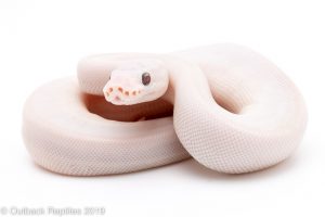 Blue Eyed Lucy ball python for sale