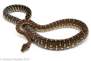 Bredli Centralian Carpet Python