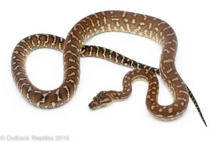 Bredli centralian carpet python