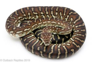 bredli centralian carpet python
