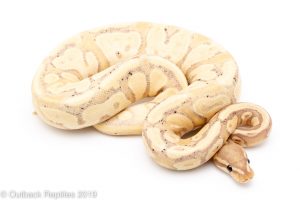 Ghost Banana het Pied ball python