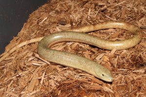 Sheltopusik / European Giant Legless Lizard