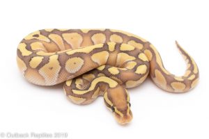 Lesser Banana ball python