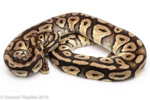 Pastel Phantom ball python