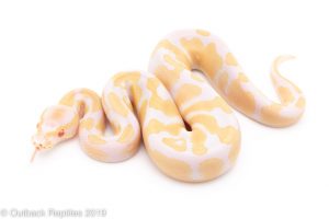 Albino ball python for sale
