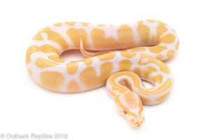 high contrast albino ball python for sale