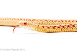 ALbino garter snake