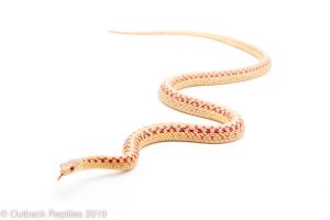 ALbino Garter SNake