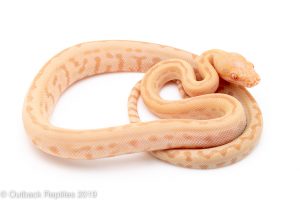 Albino Carpet Python
