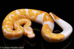 albino pied ball python