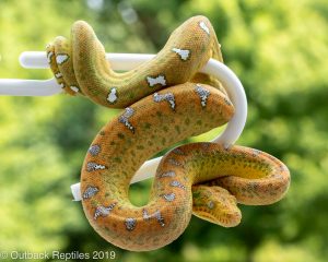 Baby Emerald Tree Boa for sale