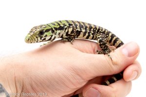 Argentine black and white tegu