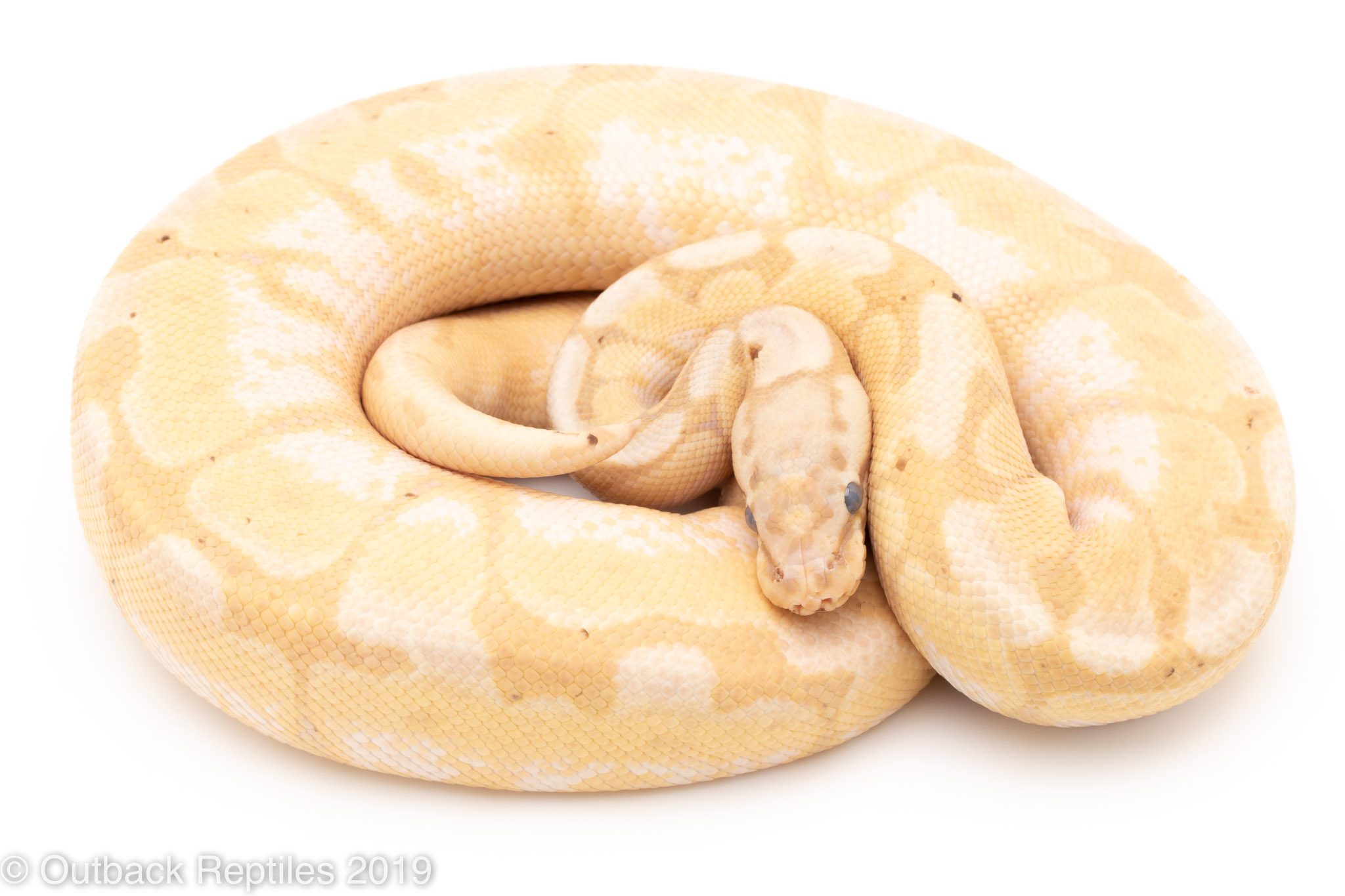 Banana Mojave Bumblebee | Outback Reptiles