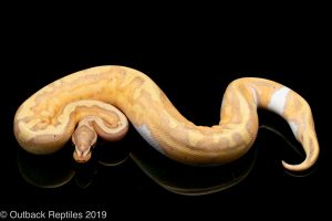 Banana Pied Ball Python