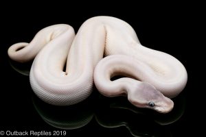 Blue eyed lucy ball python