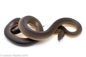 Brown Water Python