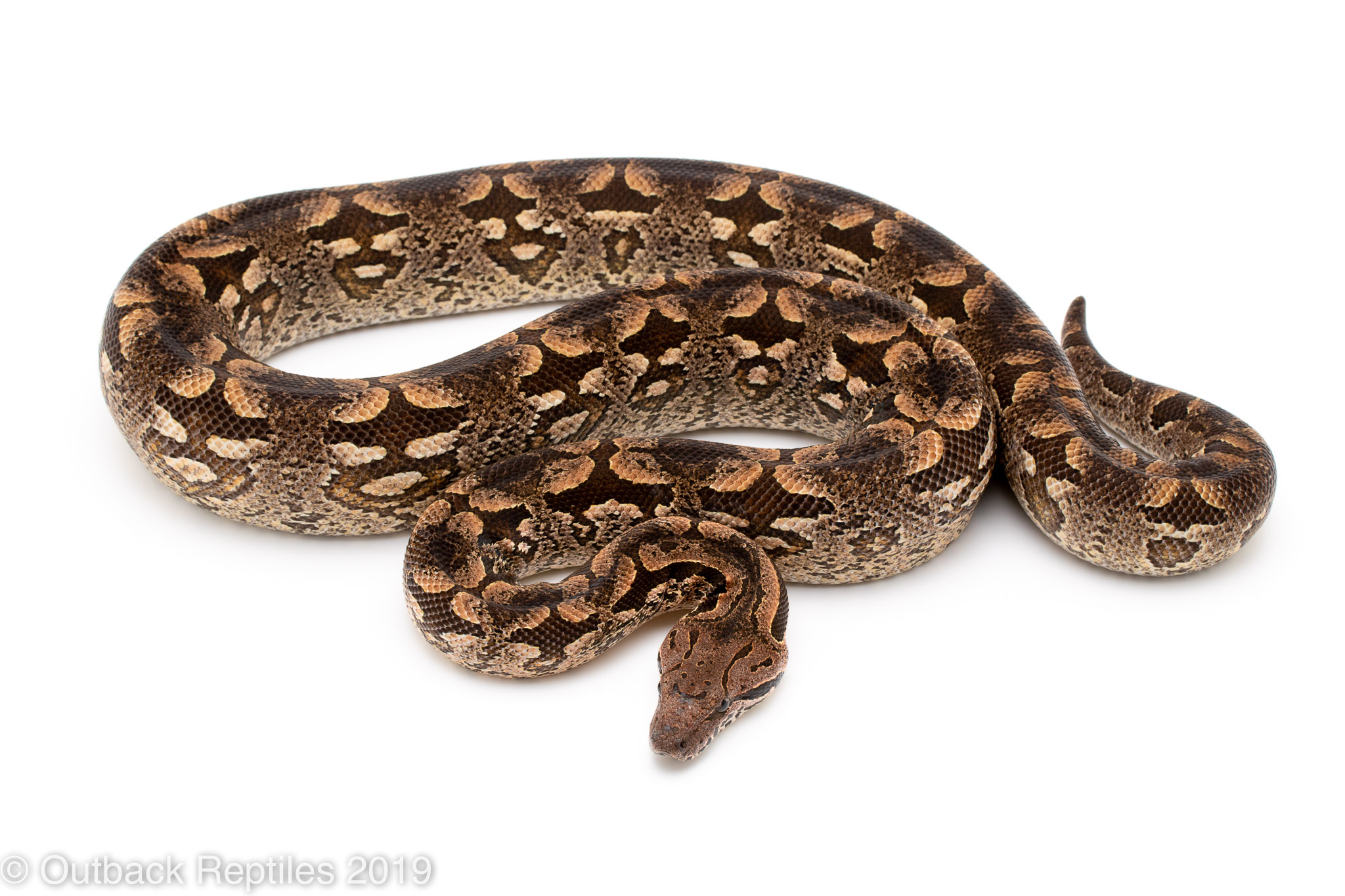 Dumerils Boa male | Outback Reptiles