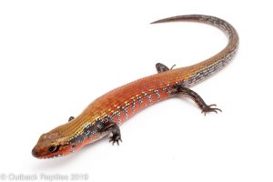 High red Fire Skink