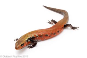 High Red Fire Skink