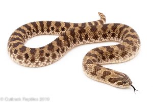 Western hognose Snake