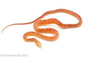 Scaleless Everglades Ratsnake